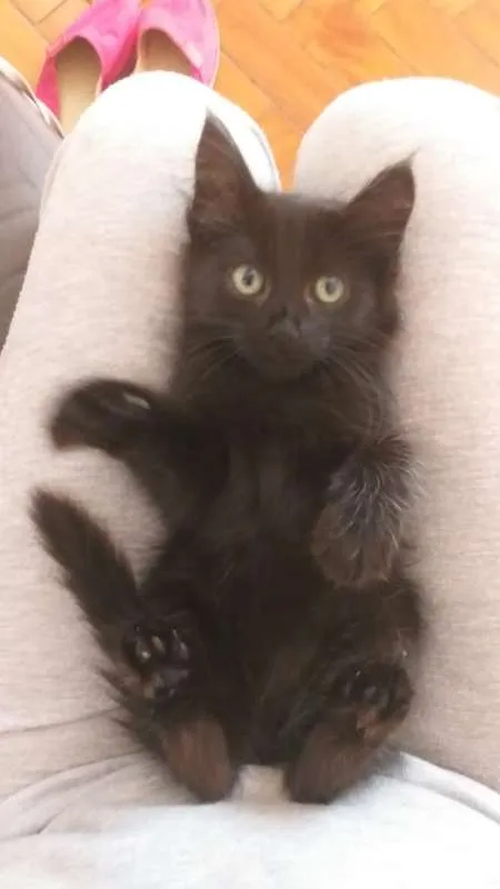 Gato ra a srd idade Abaixo de 2 meses nome Pretinha