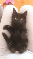 Pretinha