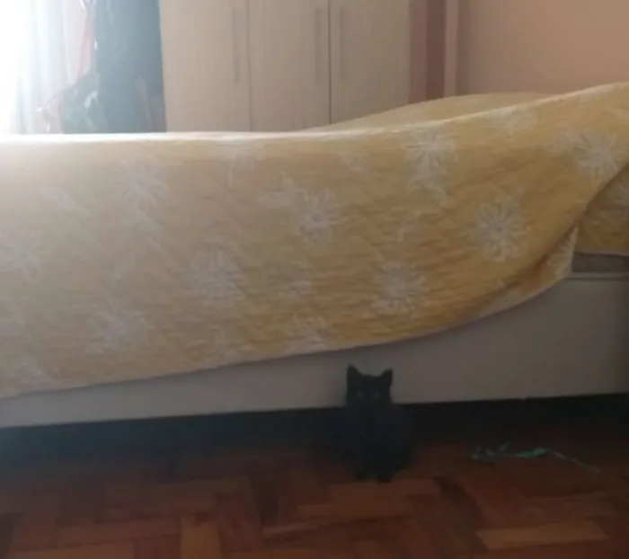 Gato ra a srd idade Abaixo de 2 meses nome Pretinha