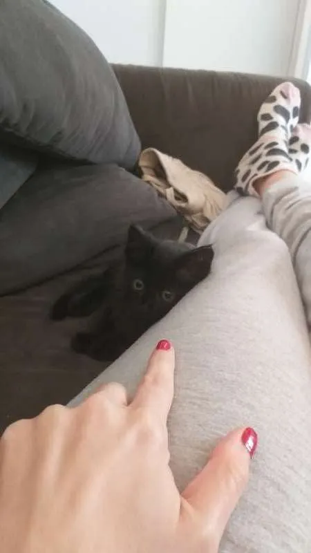 Gato ra a srd idade Abaixo de 2 meses nome Pretinha