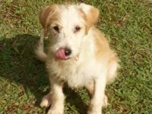 Cachorro raça srd idade 2 a 6 meses nome Douglas 
