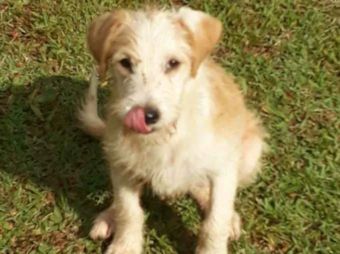 Cachorro ra a srd idade 2 a 6 meses nome Douglas