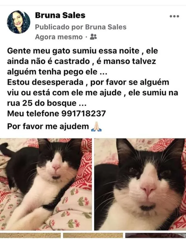 Gato ra a SRD idade 2 anos nome Tontom
