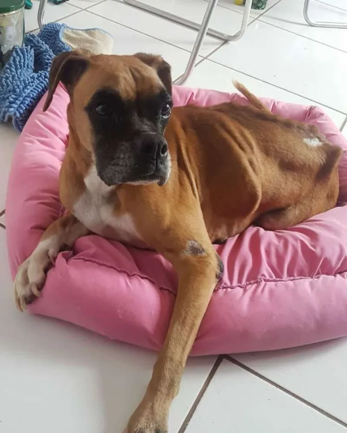 Cachorro ra a Boxer idade 6 ou mais anos nome Anita