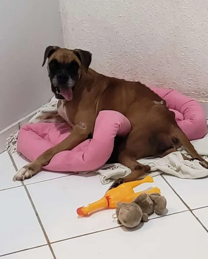 Cachorro ra a Boxer idade 6 ou mais anos nome Anita