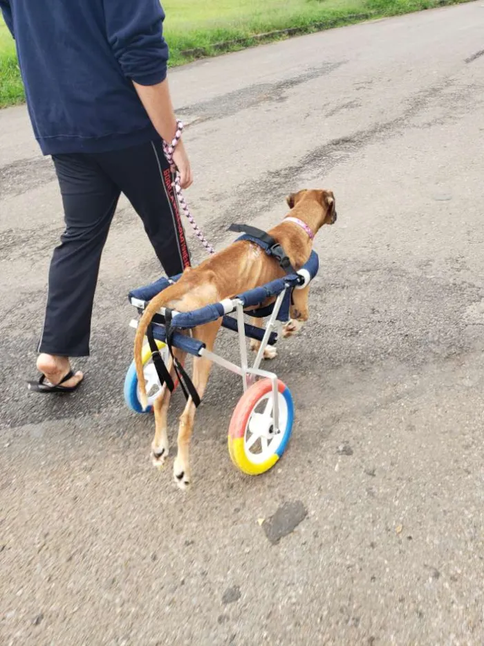 Cachorro ra a Boxer idade 6 ou mais anos nome Anita