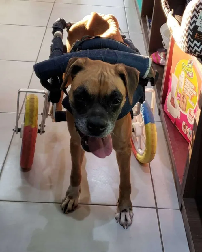 Cachorro ra a Boxer idade 6 ou mais anos nome Anita