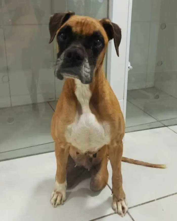 Cachorro ra a Boxer idade 6 ou mais anos nome Anita