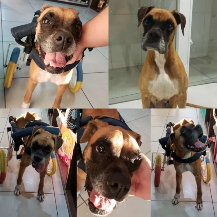 Cachorro ra a Boxer idade 6 ou mais anos nome Anita