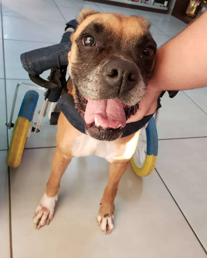 Cachorro ra a Boxer idade 6 ou mais anos nome Anita