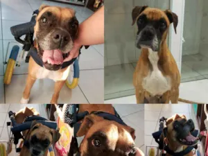 Cachorro raça Boxer idade 6 ou mais anos nome Anita