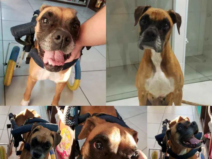 Cachorro ra a Boxer idade 6 ou mais anos nome Anita