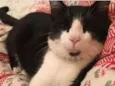 Tontom