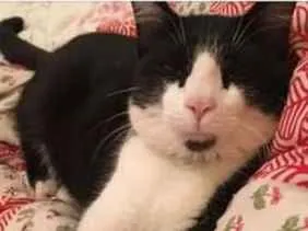 Gato raça SRD idade 2 anos nome Tontom