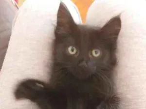 Gato raça srd idade Abaixo de 2 meses nome Pretinha