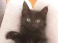 Pretinha