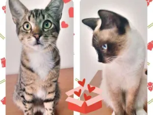 Gato raça SRD idade 2 a 6 meses nome Filhotes Machinhos