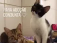 Gaia e Nilo