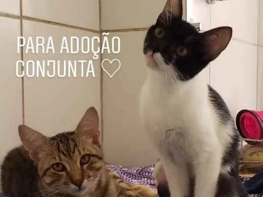 Gato ra a srd idade 2 a 6 meses nome Gaia e Nilo