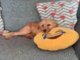 Bob