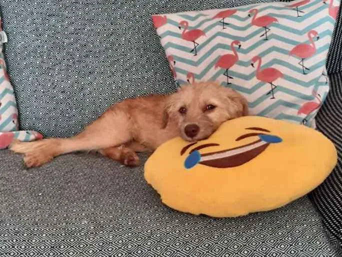 Cachorro raça SRD idade 2 a 6 meses nome Bob
