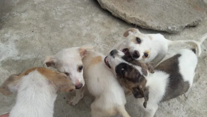 Cachorro ra a Vira-lata  idade 2 a 6 meses nome Não foram nomeados a