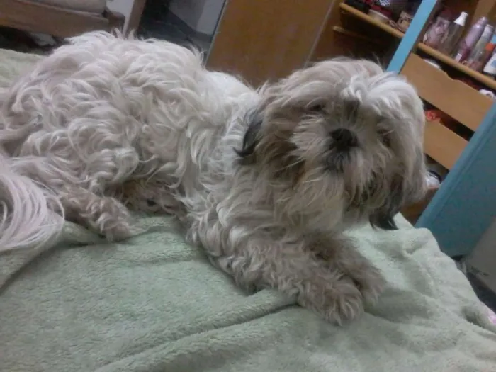 Cachorro ra a Shih Tzu idade 2 anos nome charlote GRATIFICA