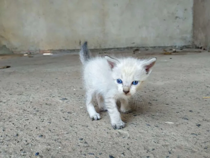 Cachorro raça Não sei idade Abaixo de 2 meses nome Sem nome