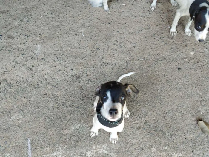 Cachorro raça Não sei idade Abaixo de 2 meses nome Sem nome