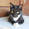 Félix
