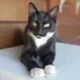 Félix