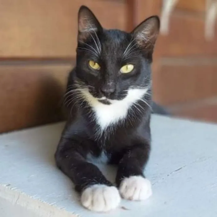 Gato ra a srd idade 2 a 6 meses nome Félix