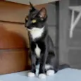 Félix