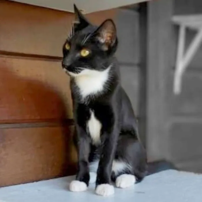Gato ra a srd idade 2 a 6 meses nome Félix