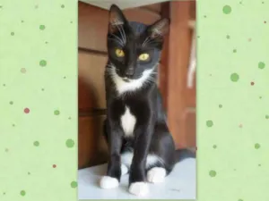 Gato raça srd idade 2 a 6 meses nome Félix