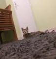Gato