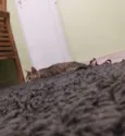 Gato