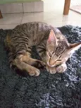 Gato