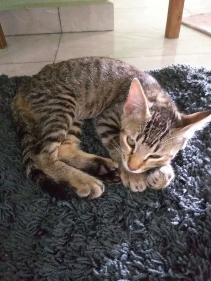 Gato ra a Nao sei idade 2 a 6 meses nome Gato