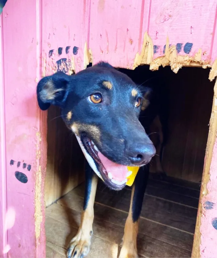 Cachorro ra a SRD idade 1 ano nome Tuta