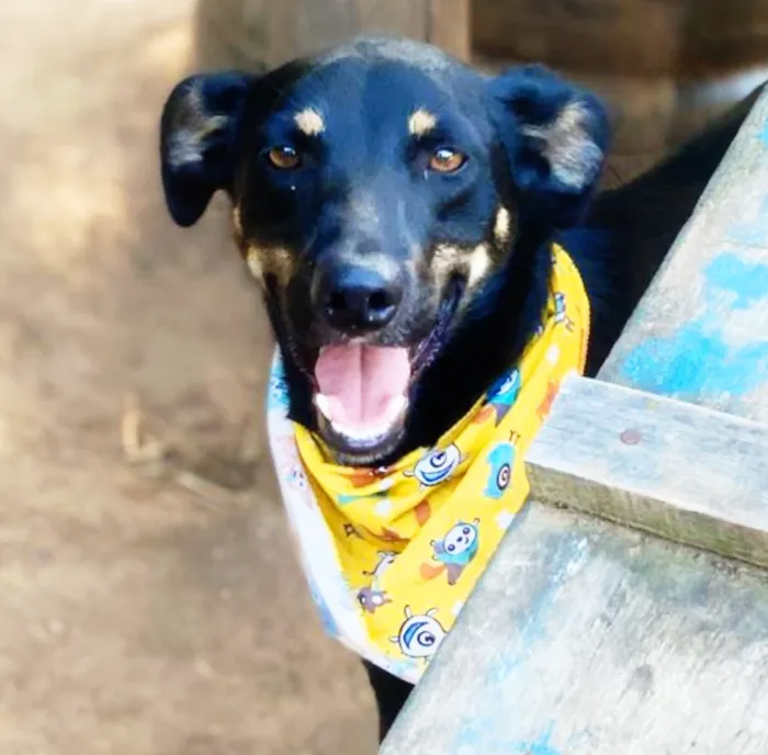 Cachorro ra a SRD idade 1 ano nome Tuta