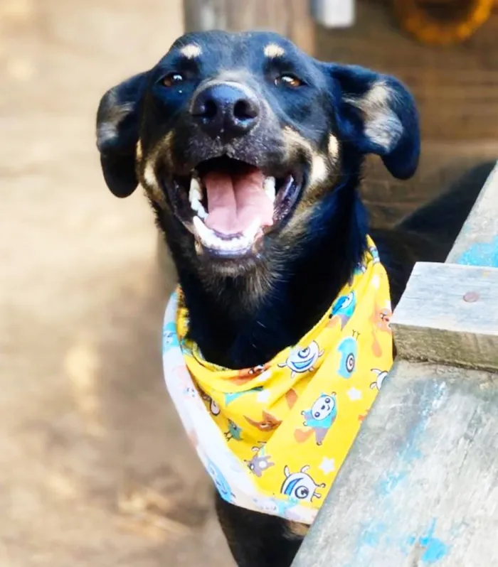 Cachorro ra a SRD idade 1 ano nome Tuta