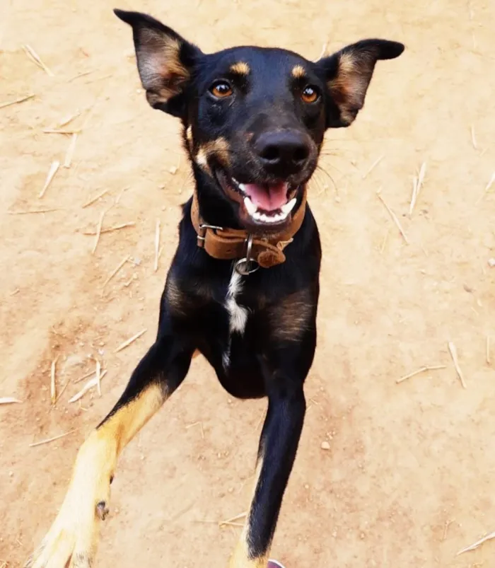 Cachorro ra a SRD idade 1 ano nome Tuta