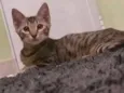 Gato