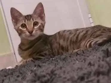 Gato ra a Nao sei idade 2 a 6 meses nome Gato