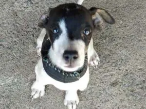 Cachorro raça Não sei idade Abaixo de 2 meses nome Sem nome