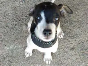 Cachorro raça Não sei idade Abaixo de 2 meses nome Sem nome