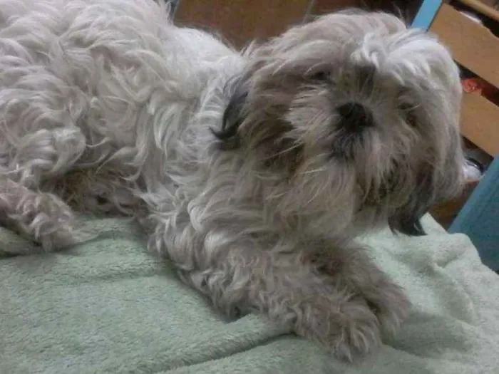 Cachorro ra a Shih Tzu idade 2 anos nome charlote GRATIFICA