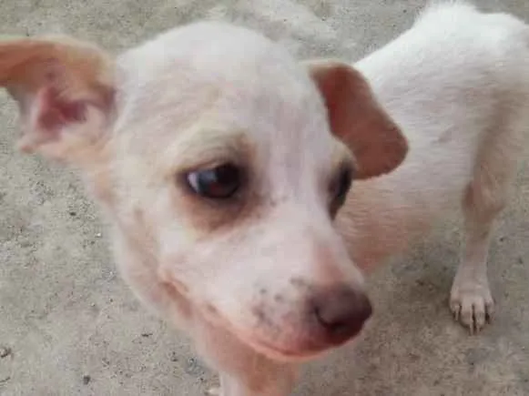 Cachorro ra a Vira-lata  idade 2 a 6 meses nome Não foram nomeados a