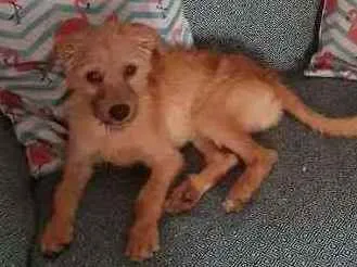 Cachorro raça SRD idade 2 a 6 meses nome Bob
